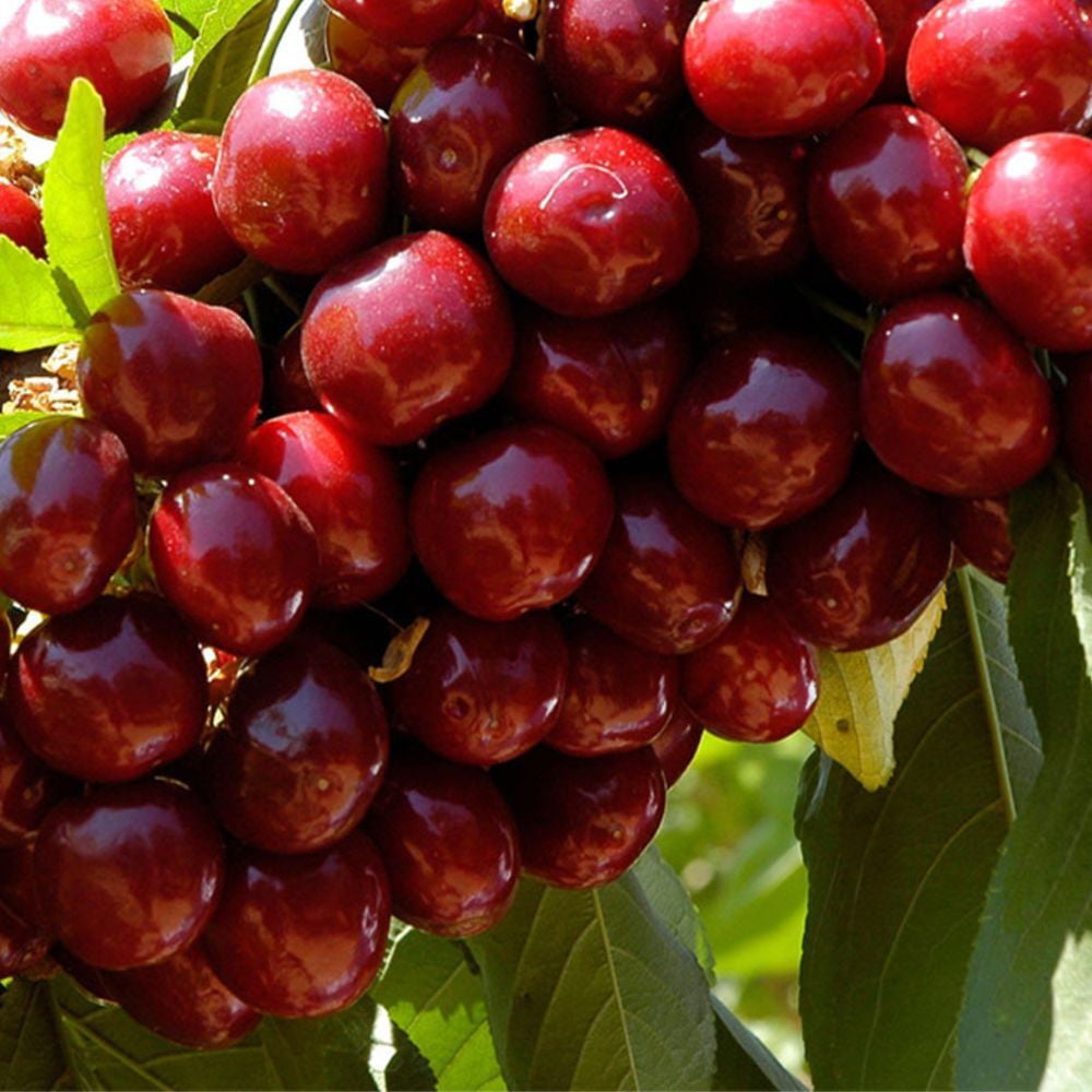 Expert Gardener 2" Lapins Fruiting Cherry Live Plants in 11" Grower Pot