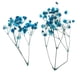 thumbnail image 1 of Flor seca Cielo estreldo Macarena Flores secas prensadas naturales, 1 of 8
