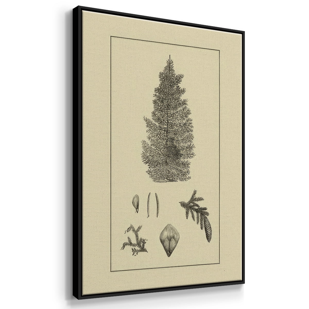 Arbor Study I - Framed Gallery Wrapped Holiday Canvas - 17 x 25 - Black Frame