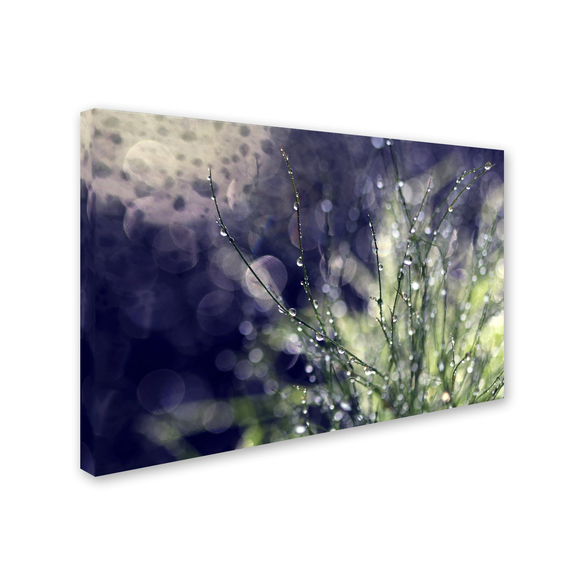 Trademark Fine Art "Secrets of Nature" Canvas Art by Beata Czyzowska Young