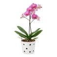 thumbnail image 1 of Maceta De Cerámica Esmaltada Para Orquídea Blanca, 1 of 5