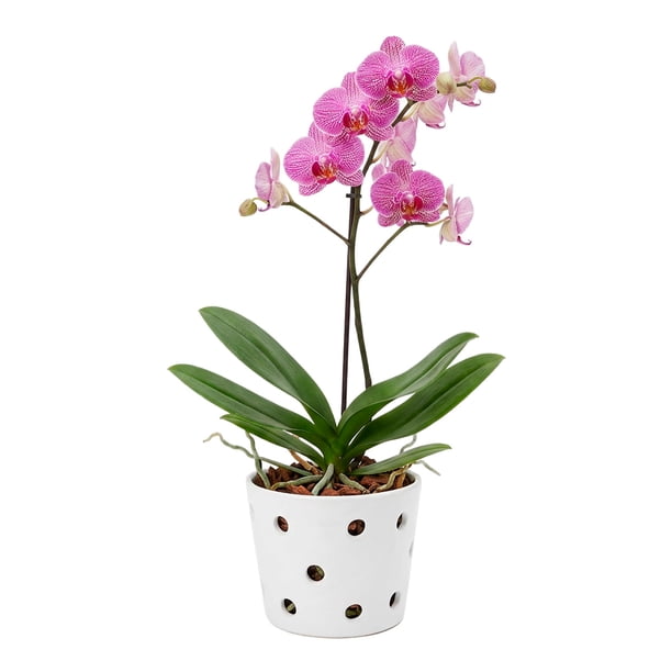 Maceta De Cerámica Esmaltada Para Orquídea Blanca
