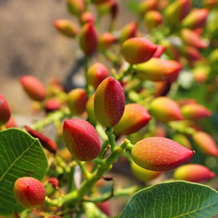 California Pistachio Kernels, 6 Pounds - Kosher, Raw, Vegan - by Food to Live