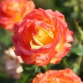 thumbnail image 2 of Heirloom Roses Rose Bush - Tequila Sunrise Shrub , Live Rose Plant, 2 of 7