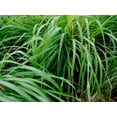thumbnail image 4 of Cymbopogon Nardus Citronella Grass  10 Live Plants  Perfect for Outdoor Gardens and Patio Decor, Easy-to-Grow Aromatic Plant, 4 of 9