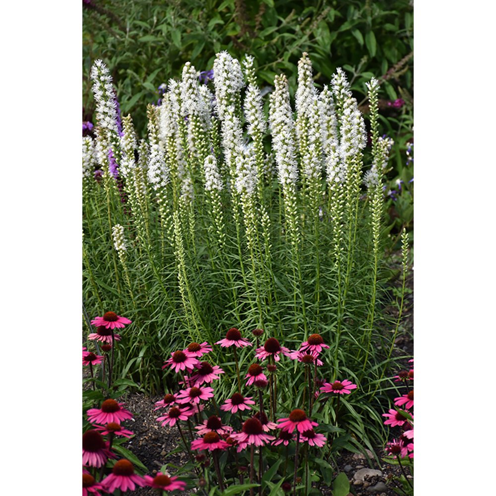White Blazing Star Perennial Liatris spicata Floristan 10 Bulbs 8/