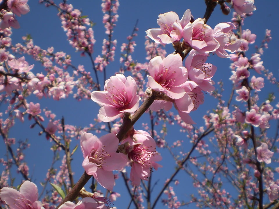 Harvester Peach Tree