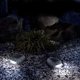 thumbnail image 5 of Luces solares de roca para jardín, luces de roca de piedra, luz Led Solar impermeable para Patio, lámpara de césped, pasarela, entrada, 5 of 5