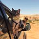 thumbnail image 4 of Paquete de piezas Collares de gato de Halloween con collar de gato de campana Collar ajustable con hebilla de seguridad para gatitos de interior y exterior Ormromra 2034704-4, 4 of 8