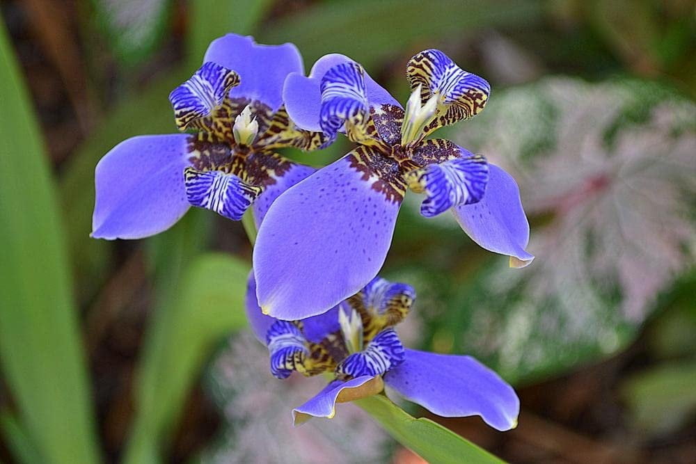 Walking Iris Regina  3 Live Plants  Giant Apostle Plant  Exotic Fragrant Blooming Specimen
