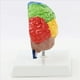 thumbnail image 5 of 2X Hemisferio Derecho del Cerebro Modelo de Cuerpo Humano Educación Modelo de Cerebro 1:1 para Estudiantes Enseñanza Estudio Modelo de Ensamblaje, 5 of 5