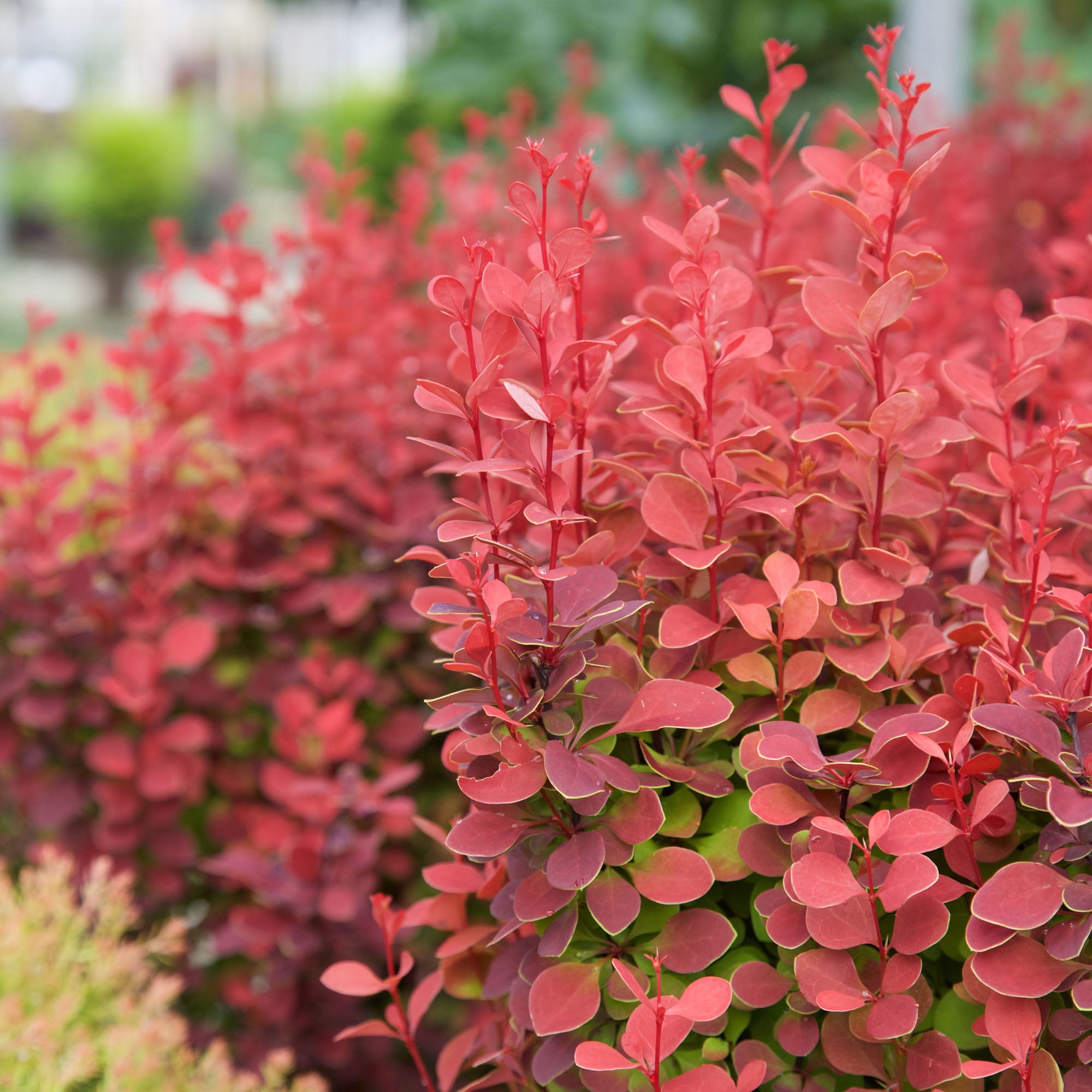 Southern Living Barberry Orange Rocket Live Shrub in 2-Gallon Grower Pot