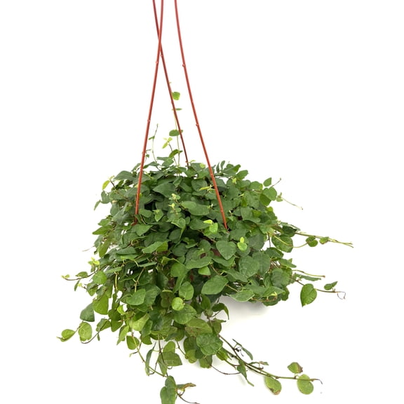 Creeping Fig Ficus Pumila Live Plants in 6" Hanging Planter, Easy to Keep, Air Purifying