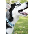 thumbnail image 2 of HSHDLDF Country Brook Petz Ocean Blue Martingale Heavy Duty Nylon Dog Collar 21 Vibrant Color Options (3/8 Inch Width, Mini), 2 of 7
