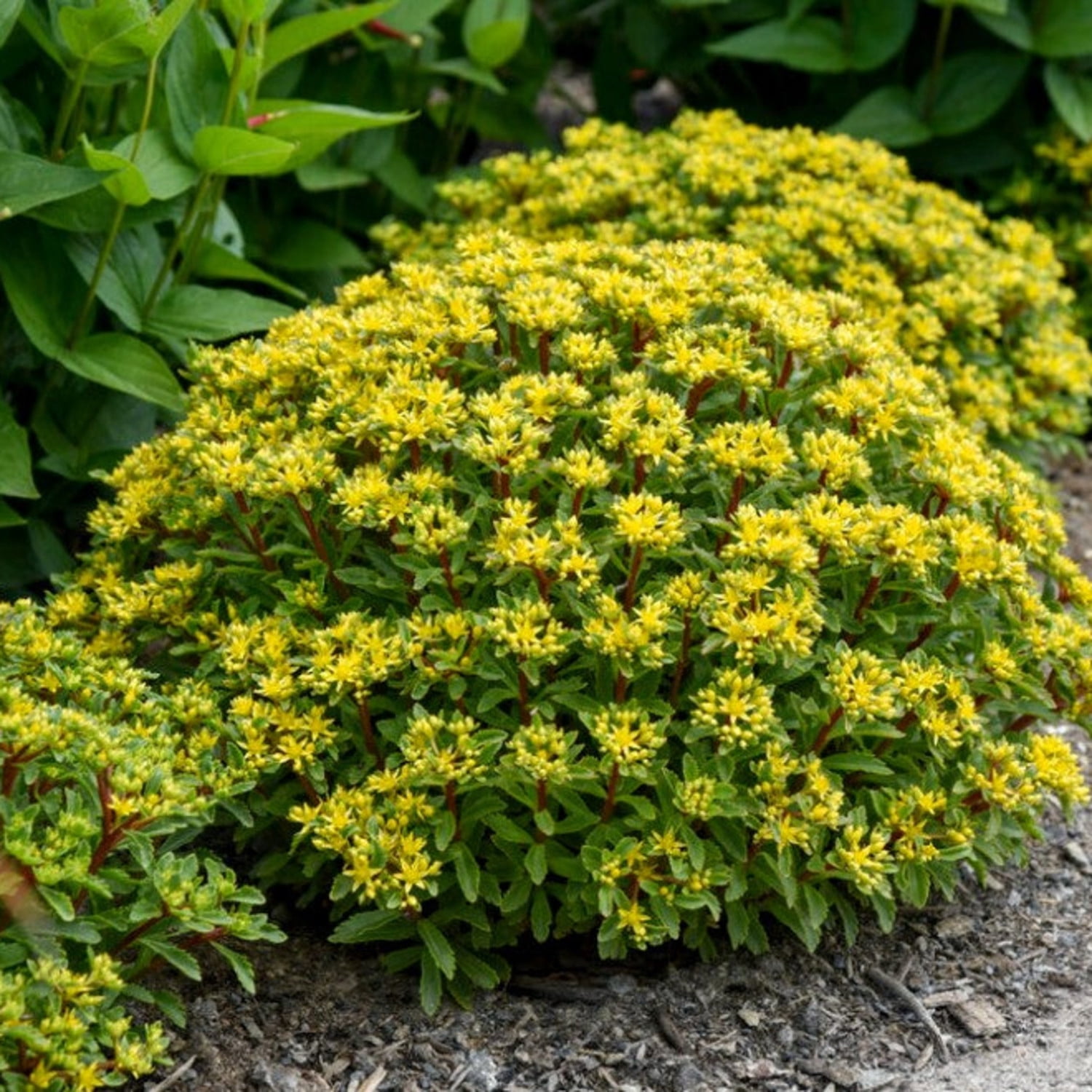 Proven Winners 6" Yellow Rock 'N Round 'Bright Idea' Stonecrop Live Plant in 6.5" Pot