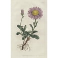 thumbnail image 2 of Alpine Aster, Aster Alpinus Poster Print By ® Florilegius Mary Evans (24 X 36), 2 of 4