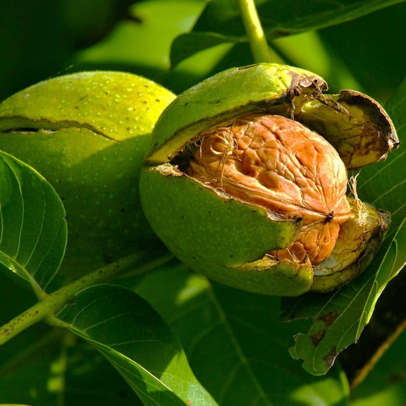 TomorrowSeeds - Howard English Walnut Tree Seeds - 5  Count - For 2026 Planting Juglans Regia Warm