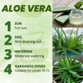 thumbnail image 3 of Aloe Vera Plant, Aloe Vera Small Live Plant, Succulent Houseplants 4 Inches Pot for Growing, 3 of 6