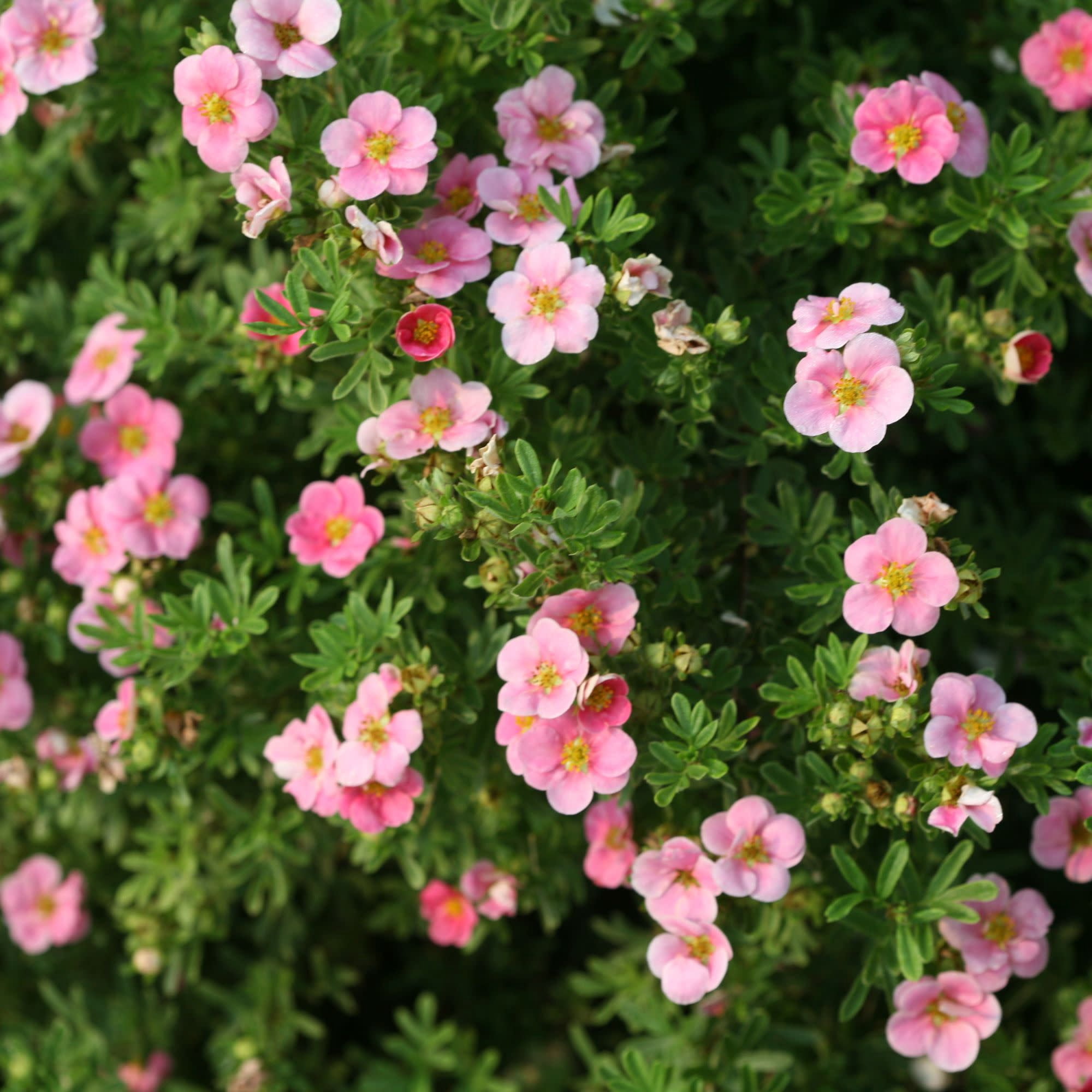 Proven Winners ColorChoice 5" Happy Face Pink Potentilla Live Plant in 4.5" Pot (4 Count)