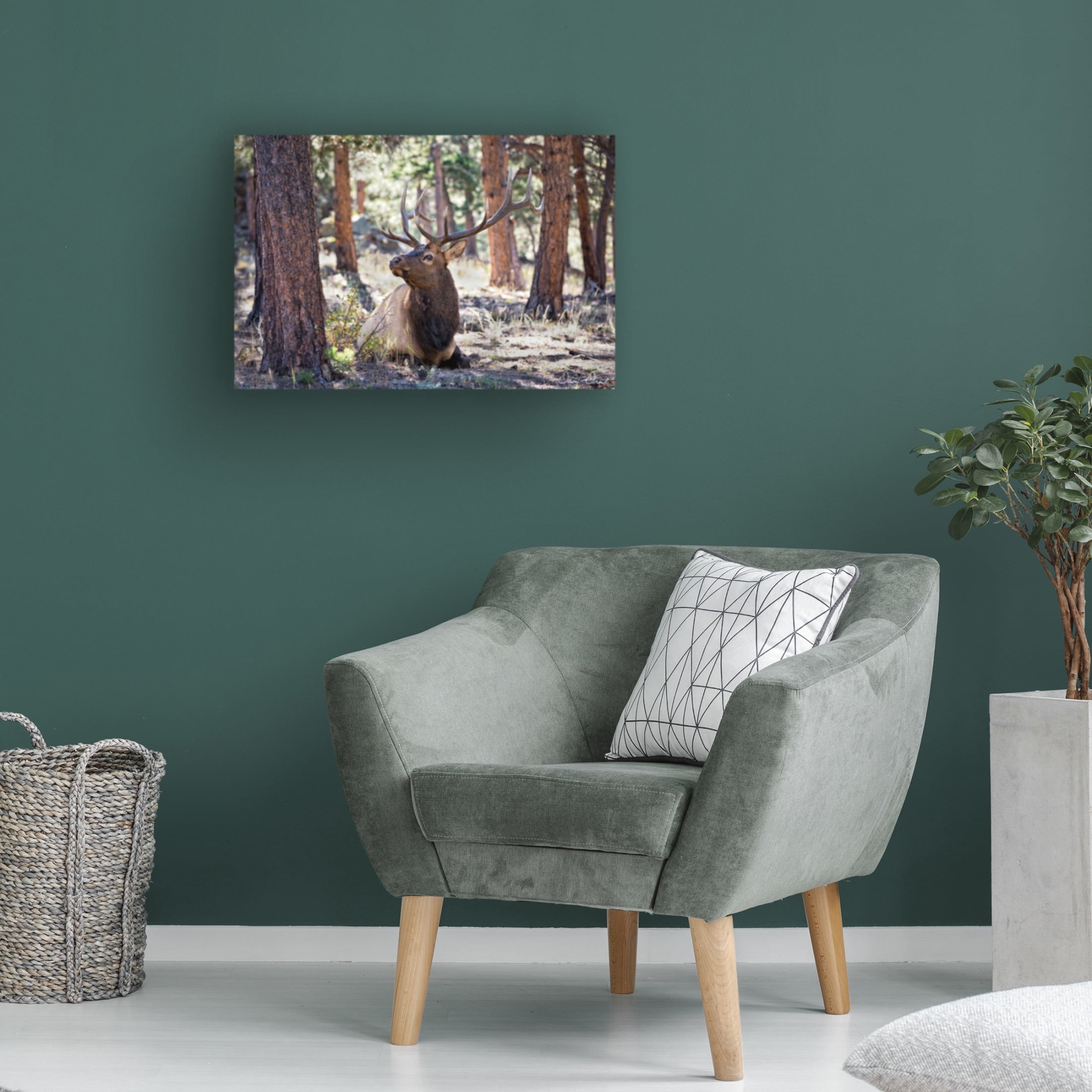 Trademark Fine Art David Drost  Elk in the Woods Canvas Wall Art