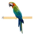 thumbnail image 5 of Jaula de pájaros para mascotas colorida perchas soporte plataforma pata molienda masticar juguete (30 cm) Hugtrwg  Para estrenar, 5 of 5
