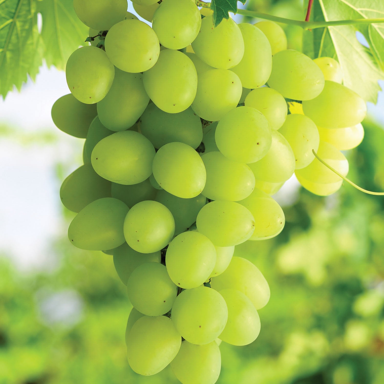 Expert Gardener Himrod Seedless Grape Plant Root, Woody Perennial for Full Sun
