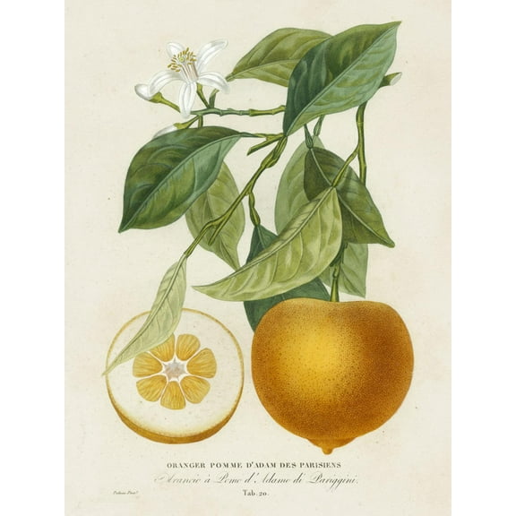 Art.com French Orange Botanical I Art Print by A. Risso, 12" x 16"