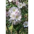 thumbnail image 4 of 50 Graines de Fleurs Blanches RHODODENDRON FORTUNE Arbuste Rose Mauve, 4 of 10