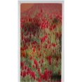 thumbnail image 1 of 3D Privacy Home Bathroom Window Film Sticker Self Adhesive lass Decor a Beautiful Ranunculus Flowers in a Field aka Buttercup Flower Blooms in Vibrant Warm red Color Spring time 35.4" x 78.7" Door, 1 of 6