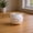 White, variant on Zeiwohndc Lovely Pig Face Small Ceramic Planter Great For Growing Succulents Indoor