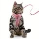 thumbnail image 3 of 5FT Soft Mesh Breathable Dog & Cat Harness & Leash - Escape-Proof & Comfortable for Small & Medium Pets!, 3 of 5