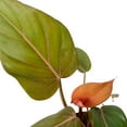 thumbnail image 2 of Philodendron 'Summer Glory', 2 of 6
