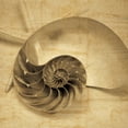 thumbnail image 2 of Seba, John 26x26 Black Ornate Wood Framed with Double Matting Museum Art Print Titled - Chambered Nautilus, 2 of 4