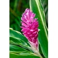 thumbnail image 2 of Engelbrecht, Lisa S. 13x18 Black Ornate Wood Framed with Double Matting Museum Art Print Titled - Pink Ginger plant, 2 of 4