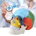 thumbnail image 3 of Human Skull Anatomical Model Human Skull Model, Skull Specimen Model  Human Skull Model, Skull Anatomical Model For Hospital For Painting, 3 of 8