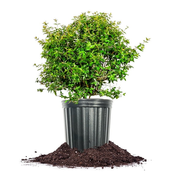 Perfect Plants 3 Gallon Edward Goucher Abelia