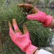 thumbnail image 2 of Guantes de jardinería para mujer, guantes largos de cuero para jardín, guantes protectores ligeros para mujer para jardín y trabajo al aire libre, 2 of 4
