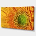 thumbnail image 2 of Yellow Daisy Gerbera Flower Close up - Flowers Canvas Wall Artwork, 2 of 4