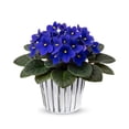 thumbnail image 2 of Blue African Violets Live Plants in Pots, Live African Violet Plants House Plant for Indoor Outdoor Décor, 4" Pot, Well-rooted and Year-round Blooming, 2 of 6