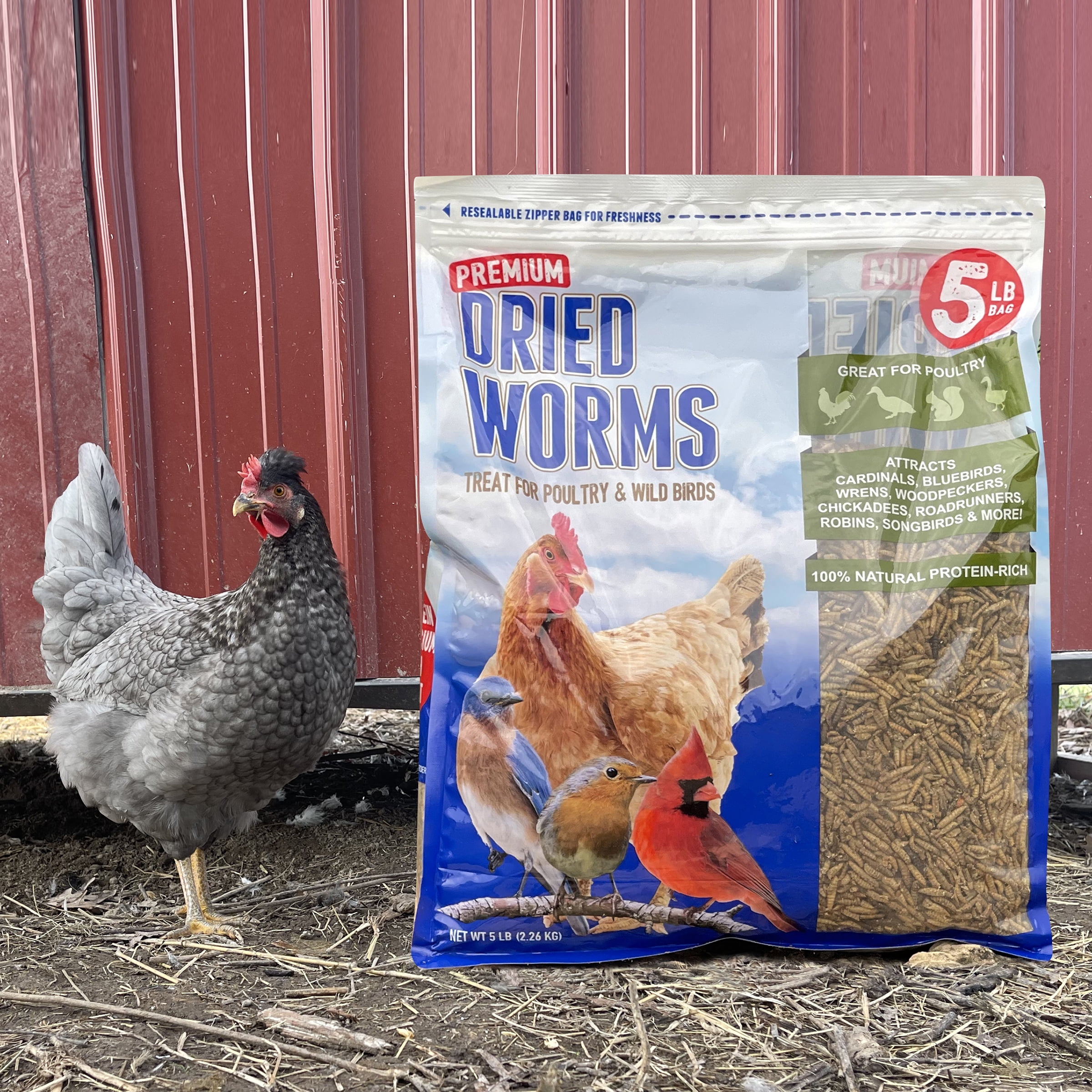 Dried Worms Treat High-Energy Snack for Wild Birds & Poultry