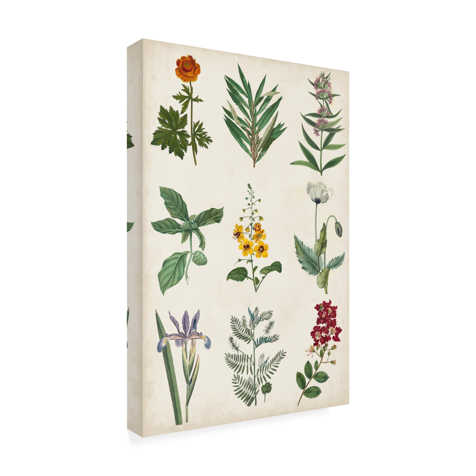Trademark Fine Art 'Botanical Chart II' Canvas Art by Vision Studio