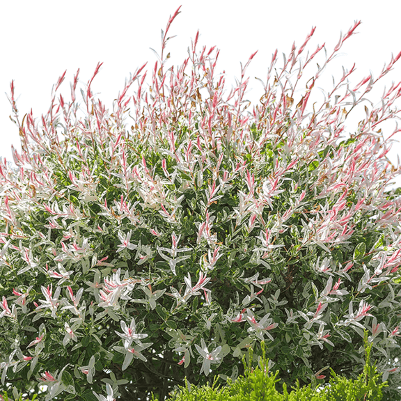 Hakuro-Nishiki Willow Tree – 1 Gallon Potted Plants, Set of 2, Variegated Pink, White & Green Foliage