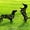 Dachshund, variant on Dog Garden Decor for Outside, Dachshund Gifts for Dog Lovers, Rust Proof Metal Black Silhouette Decorative Garden Stakes for Yard, Patio, Lawn Decorations, Dachshund Outdoor Decor Yard Art