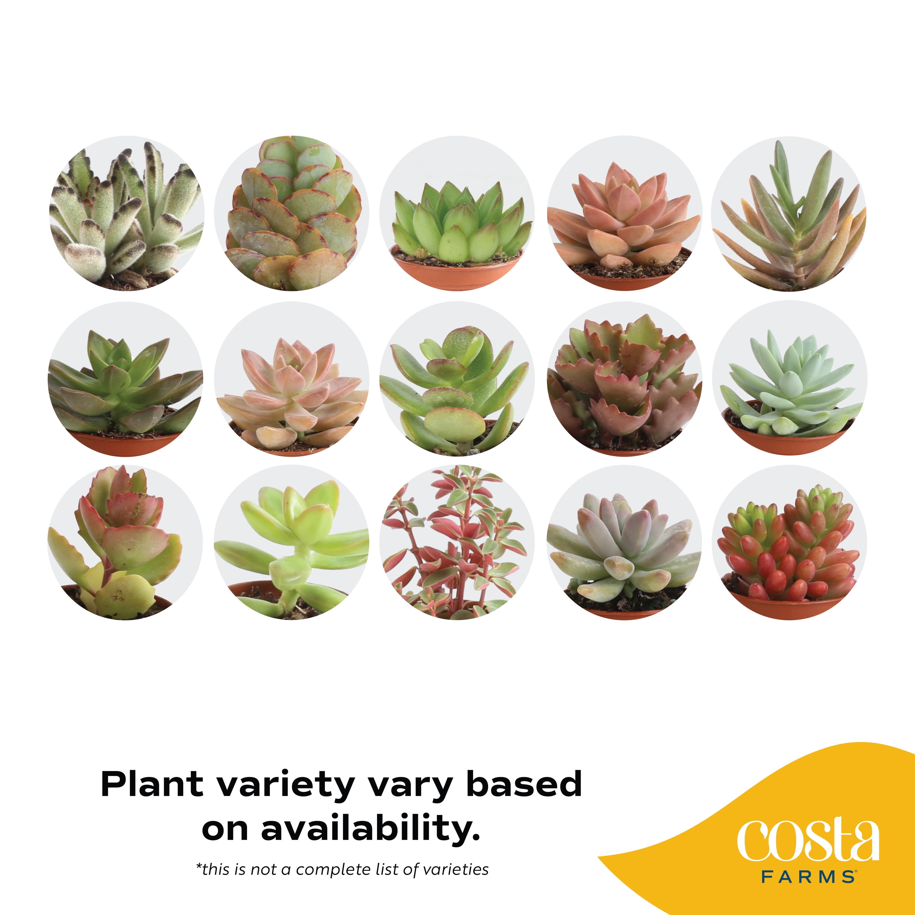 Costa Farms Live 3-inch Tall, Desert Escape 8-pack Assorted Succulents ...