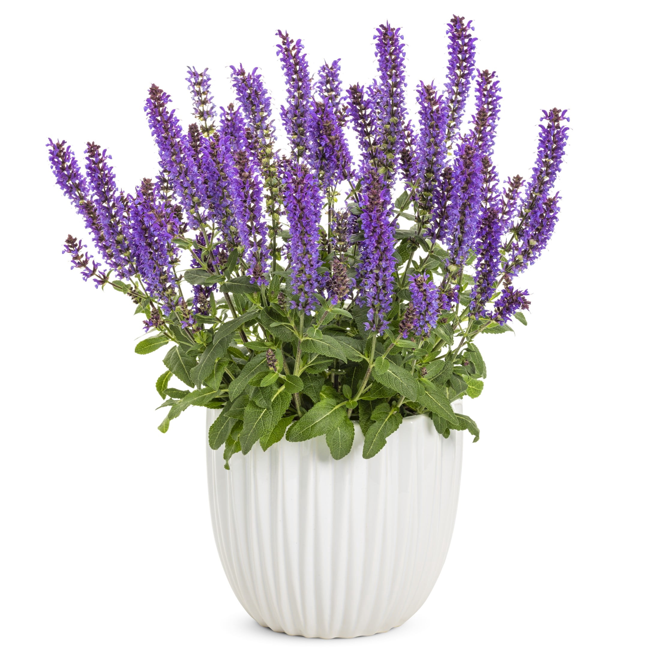 Proven Winners 2QT Purple Salvia Live...