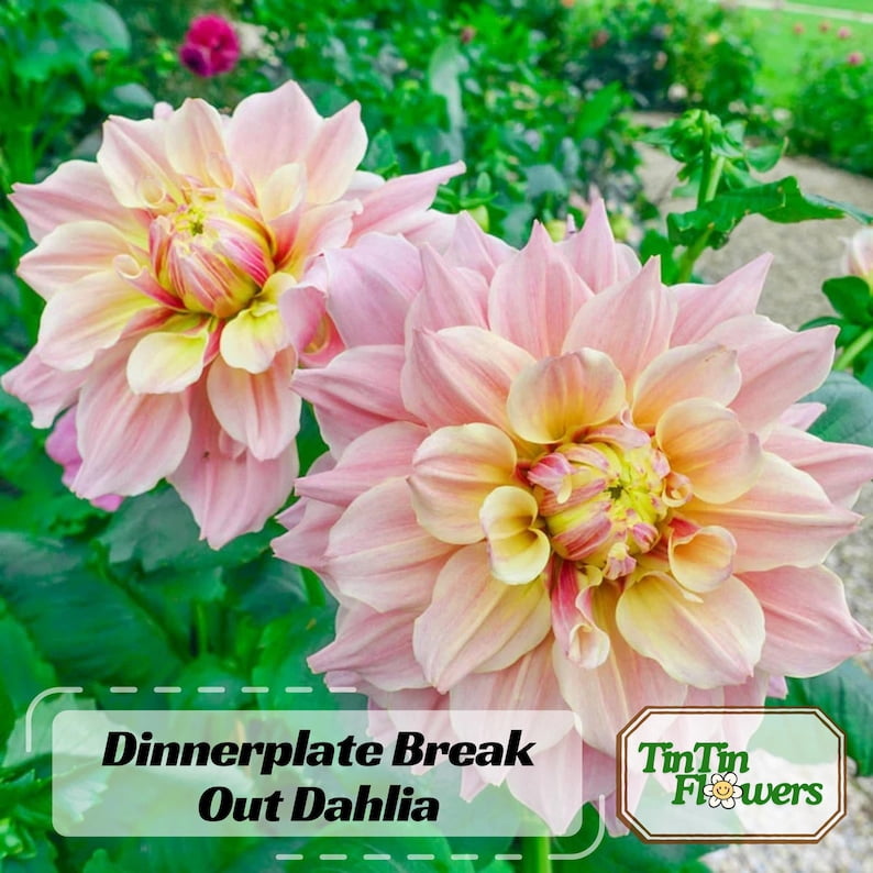 40 Seeds Dinnerplate Break Out Dahlia Seeds Pollinator Friendly Heirloom Flower Seeds Mix for Garden Blooms