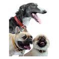 thumbnail image 3 of Urban Dog Collar Para Perro Liso 100% Piel Ch, G, Xg, 3 of 3