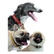 thumbnail image 3 of Urban Dog Collar Para Perro Liso 100% Piel Ch, G, Xg, 3 of 3