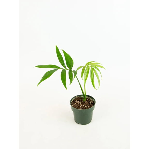 Split Leaf Monstera - 1 Live Starter Plant - Monstera Subpinnata - Bold Vining Textured Houseplant