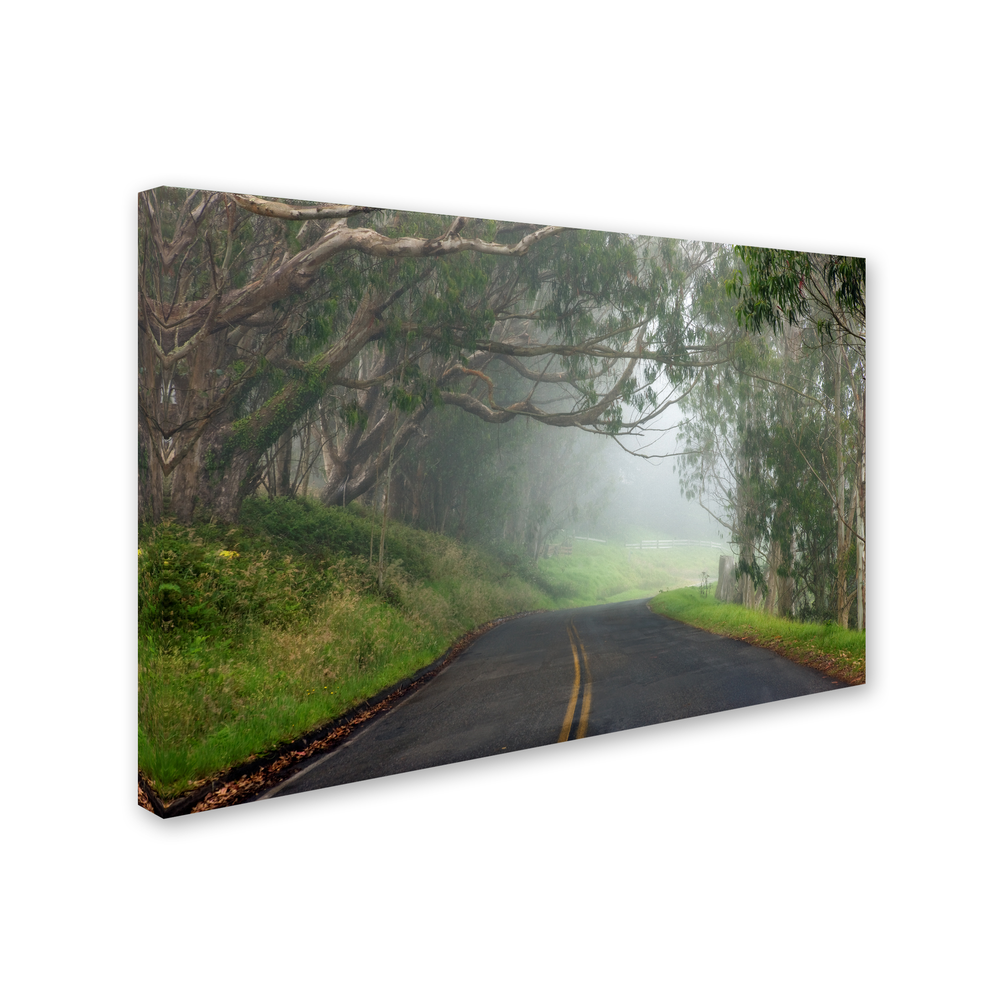 Trademark Fine Art 'Foggy Road near Dillon Beach' Canvas Art by Mike Jones Photo